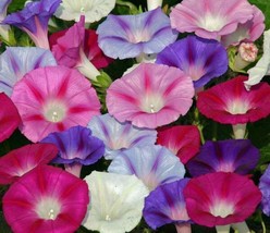 Morning Glory Mixed Seeds 30+ Flower CLIMBING VINES - £1.50 GBP