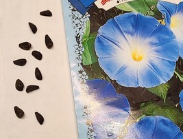Morning Glory Flower Seeds Blue - $2.25 CAD