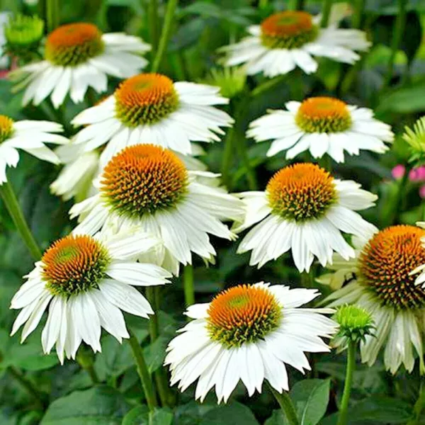 30 Powwow White Coneflower Seeds Echinacea Powwow Fresh Seeds - £10.59 GBP