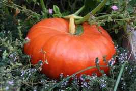 Fresh Garden Cinderella Pumpkin Seeds, Pumpkin Pie, Halloween, Rouge vif d&#39;Etamp - £6.96 GBP