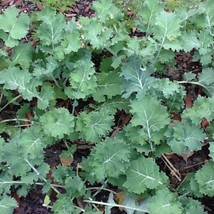 200 Kale Seeds Dwarf Siberian USA Fast Shipping - $13.49