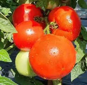 50 Seeds Sarah&#39;S Red Tomato Heirloom Vegetable Tomatoe Edible Fresh Garden - £7.32 GBP
