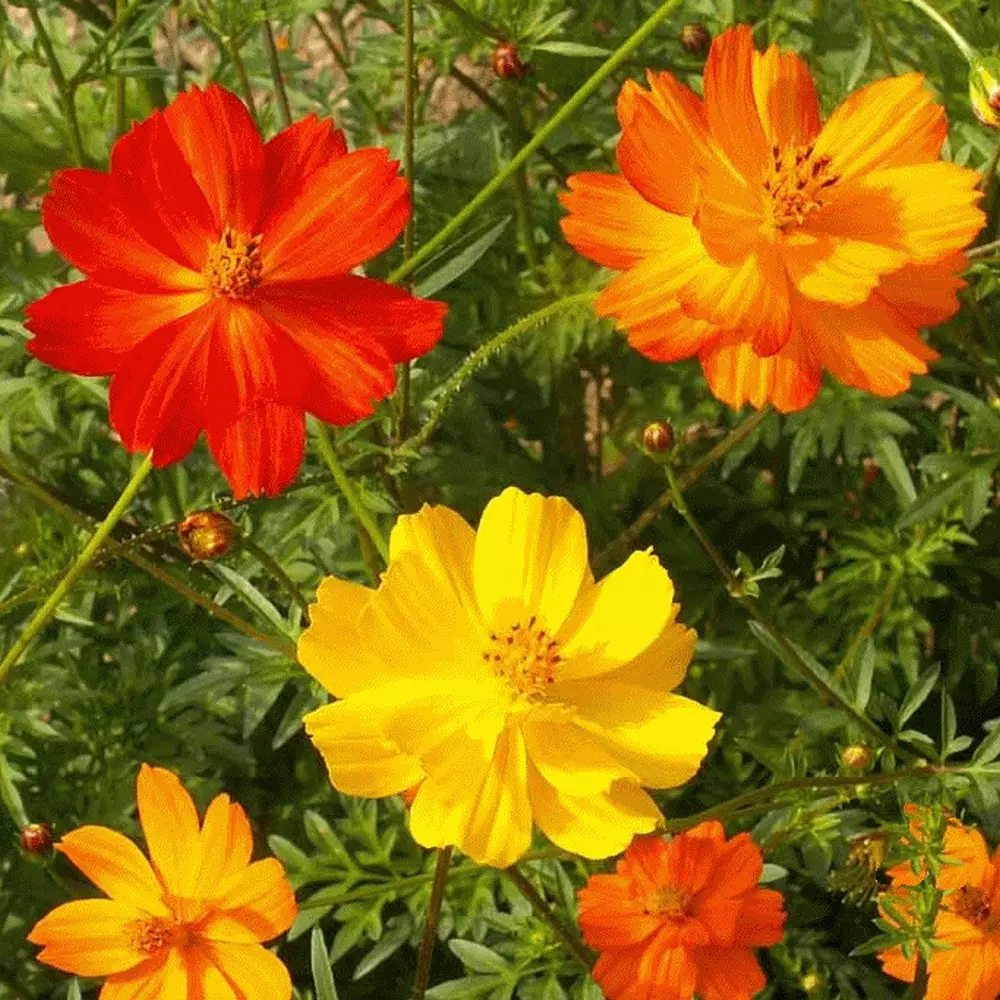 35 SEEDS - Cosmos BRIGHT LIGHTS sulpher orang yellw -  - €1,58 EUR