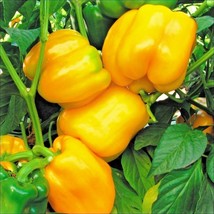 Bloomys 100 Seeds Sunbright Yellow Sweet Bell Pepper Seeds Organic Vegetable Gar - £8.15 GBP