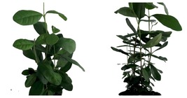 4&quot; Pot - Pineapple Guava Plant - Feijoa - Acca sellowiana - £49.82 GBP