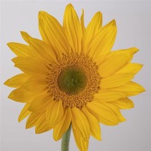 Helianthus Sunflower Bradley 50 Sunflower Fresh Seeds USA Seller - £12.74 GBP