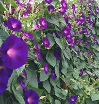 BStore Grandpa Ott Morning Glory Seeds 30 Ipomoea Annual Flower Purple - £6.74 GBP