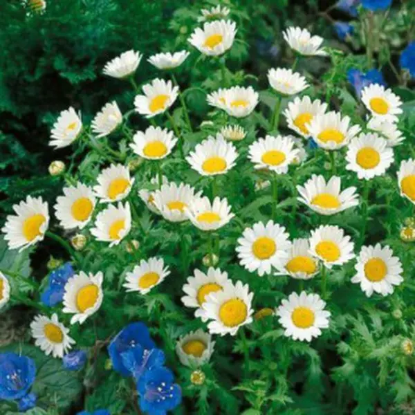 Fresh Daisy Creeping Dwarf Only 8&quot;&quot; Tall 430 Seeds Ship From Usa - £2.24 GBP