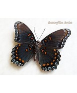 Limenitis Arthemis Astyanax XL Red-spotted White Admiral Butterfly Framed - €60,27 EUR