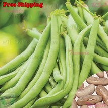 KKG Contender Bush Bean Seeds Stringless Early Contender Green Bean Seed... - $7.89