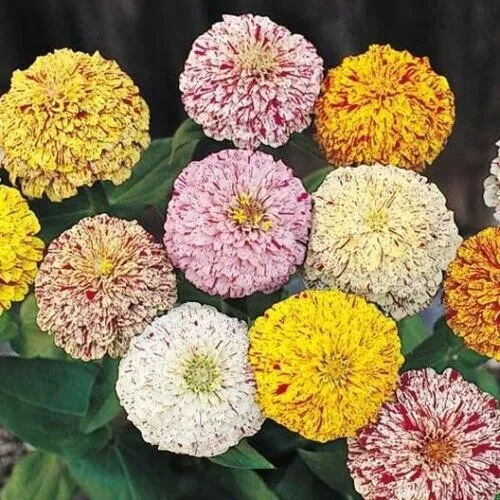 Zinnia Peppermint Stick Flower Seeds Heirloom Seeds 30 Seeds Fresh Garden - £9.57 GBP