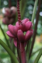 5 Seeds  Organic Pink Banana {Musa veluntina} Fast Growing  - £7.46 GBP