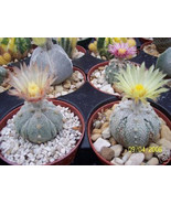 AW Astrophytum Asterias Super Kabuto 5Ribs Sand Dollar Cactus Seeds 100 ... - $65.98