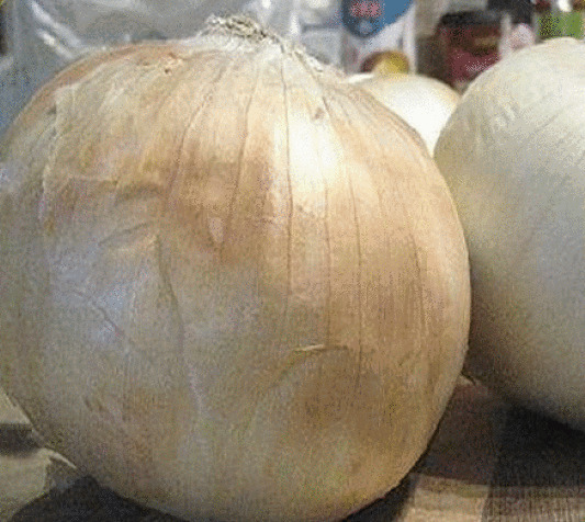 SKMO 25 SKMO Sweet Spanish White Onion Seeds -  - $1.93