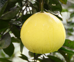 20 Seeds Buy Grapefruit Tree Seed Plant Citrus Maxima For Grapefruit Chinese You - £24.75 GBP