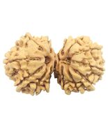 Rare 14 Mukhi Gauri Shankar Rudraksha - 34.20 mm - Nepal - IGL Certified - $420.72