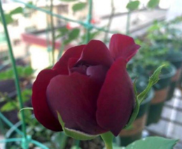 Classic Dark Red Maroon Rose Flower Bush Exotic Plant Usa Seller 20 Seeds - £12.81 GBP