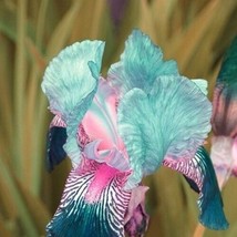 20 Seeds Heirloom Iris Seeds Fragrant Flower Plant  From US - $9.99