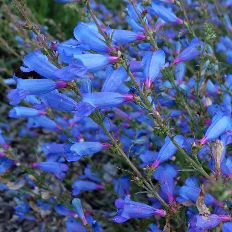 15 Seeds Penstemon Electric Heterophyllus, Beardtongue Perennial Flower - $9.80