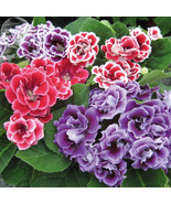 Gloxinia F1 Brocade Double Mixed Seeds 5 Seeds pelleted double petals TS... - $4.99