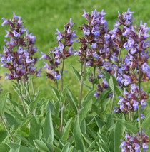 Sage Broadleaf Common Perennial Seasoning Teas Antioxidant Non-Gmo 100 Seeds - £7.87 GBP