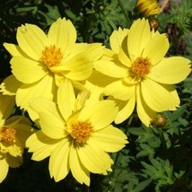 Cosmos Dwarf Lemon Sulphur Seeds 100 Ct Yellow Flower Garden Annual Fresh Garden - $4.40