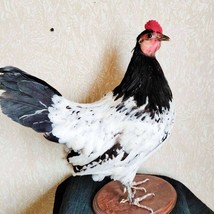 Stuffed Lakenfelder Hen Rooster Chicken taxidermy Stand mount. Decor bird - £277.36 GBP