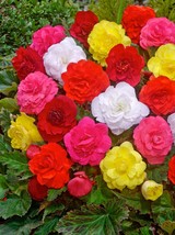 Simple Pack 15 seed  Begonia Tuberous Non Stop Mixed F1 - £6.88 GBP