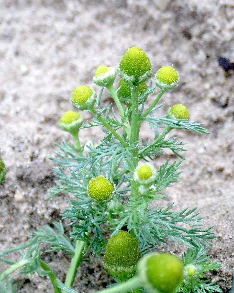 Pineapple Weed (Matricaria discoidea) Seeds - $10.62