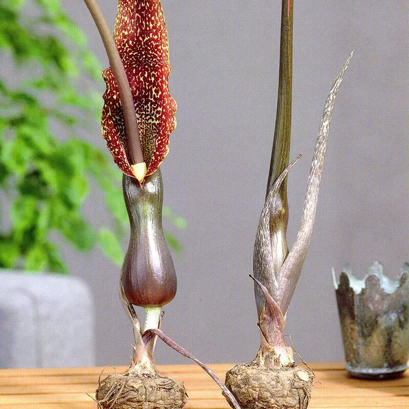 Arum Cornutum Voodoo Lily Flower Bulb - £23.18 GBP