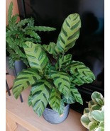 25 Albertii Calathea Seeds Planting Fresh Seeds - $9.86