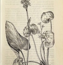 1905 Pickerel Weed Mud Plantain Flower Print Pen &amp; Ink Lithograph Antique Art  - £13.93 GBP