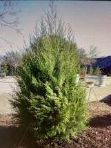 3 Southeastern Red Cedar Trees Live Plants  Seedlings Sapling   6-12 Inches Tall - £26.73 GBP