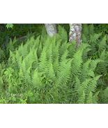 Hay Scented Ferns Rhizomes 25 pack - $38.99
