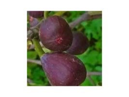 2pcs Texas Everbearing Fig Tree Cuttings - $14.85