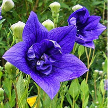 PWO Fresh Blue Balloon Flower Bonsai Platycodon Grandiflorus Perennial Bonsai Fl - $3.44