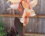 Canna Rhizome Seeds - $5.99