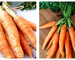 1 g Packet=700 Seeds Carrot Seeds - Amsterdam - £14.89 GBP