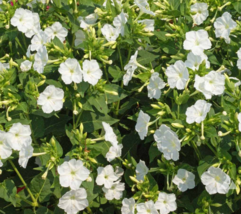 25 Seeds Four O’clock White Purity Mirabilis Jalapa Night Blooms Usa Non-GMO - £9.95 GBP