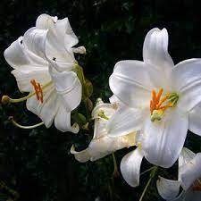 200 Seeds Garland Lilium Brownii Lily Flower Seeds White Red Stripes Double Item image 2