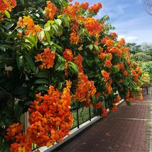 Bauhinia Phanera Kockiana Orange Beautiful Orchid Flower Fresh Plant Cut... - $353.82 MXN+