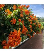 Bauhinia Phanera Kockiana Orange Beautiful Orchid Flower Fresh Plant Cut... - $353.82 MXN+