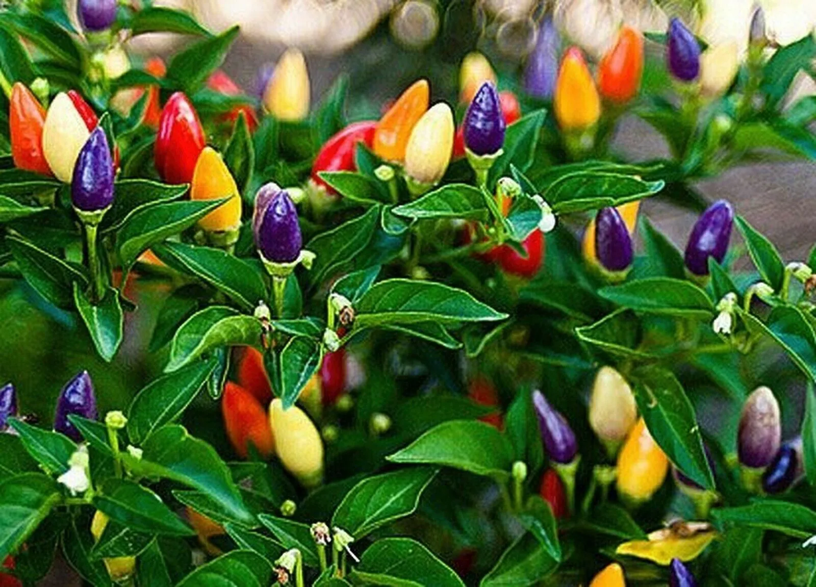 Bolivian Rainbow Chilli Seeds 30 Seeds Ornamental Chili Peppers Spicy Chili - $10.44