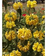 Grow In US 10_Seeds Phlomis fruticosa Shrubby Jerusalem Sage - £18.88 GBP