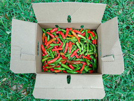 Pepper Plants Mix &amp; Match - 6 Sweet or Hot Peppers - £44.74 GBP