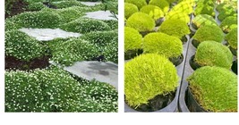 1000 Pcs Imported Irish Moss Seeds, Sagina Subulata SE Seeds Easy Growing Plants - £20.70 GBP