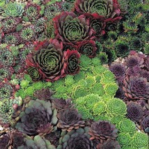 USA Seller Hen And Chicks Seeds Sempervivum Tectorum 50 Seeds Free Shipping - £19.26 GBP