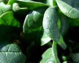 French Viroflay Spinach Seeds Fresh Gardening - $15.76