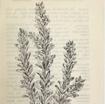 1905 St Andrews Cross Flower Print Pen &amp; Ink Lithograph Antique Art 6.75 x 3.75 - £13.68 GBP