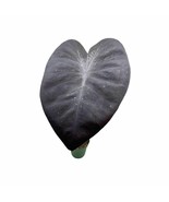 Colocasia Esculenta, Black Magic, in 4 inch pot, huge rare plant - $89.17 CAD